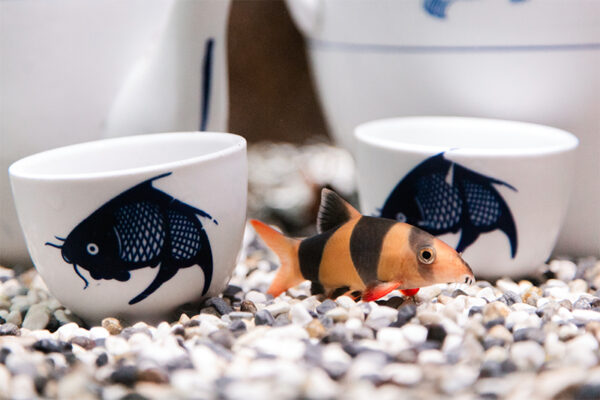 Penang Boutique Aquarium