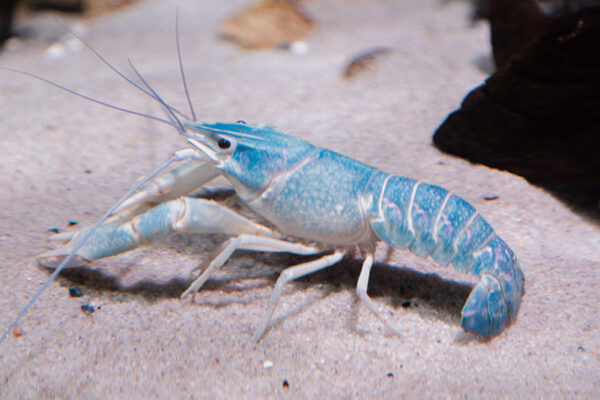 Penang Boutique Aquarium