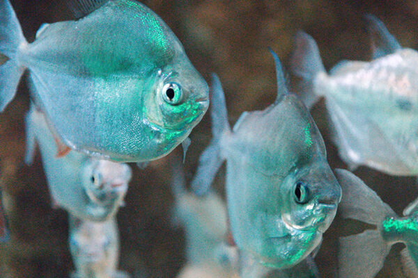 Penang Boutique Aquarium